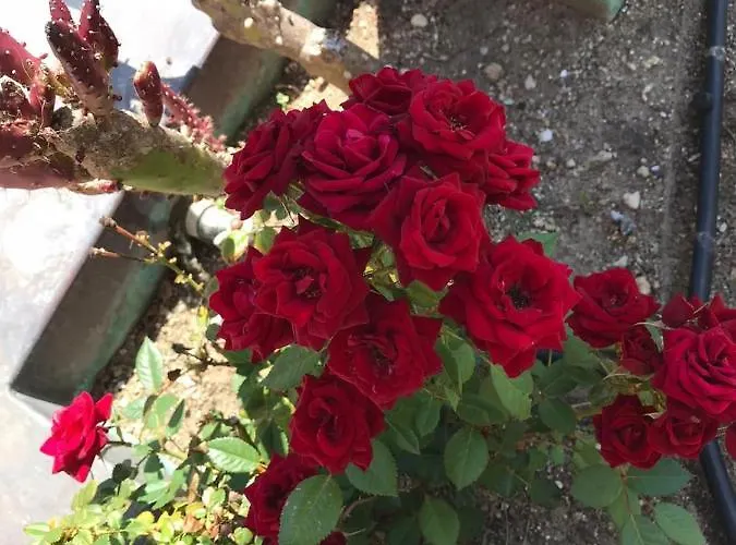 Ξενοδοχείο La Barcarola