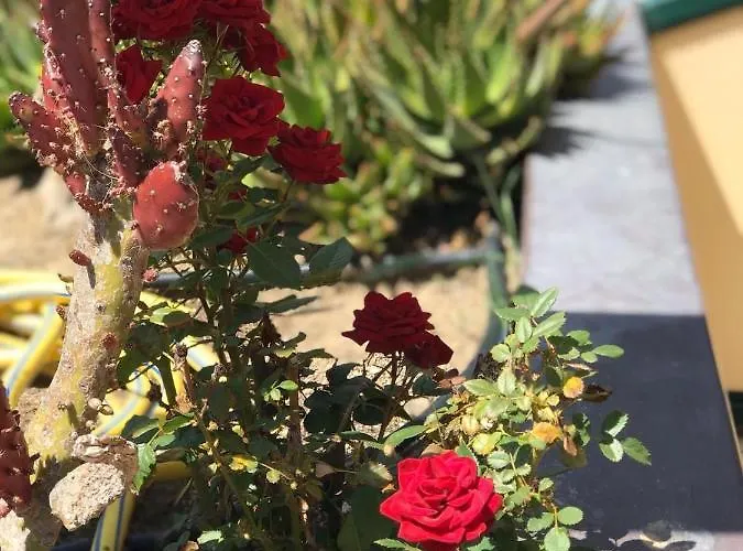 La Barcarola 마리나디캄포